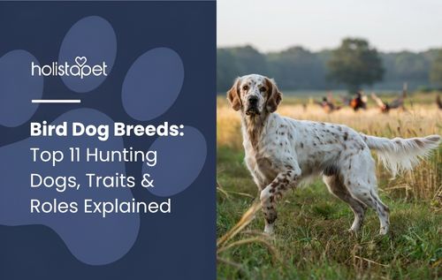 Bird dog breeds: White and brown spotted dog standing in dry grass with birds nearby.