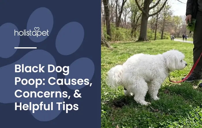 Black Dog Poop Featured Image by Holistapet. Shows a leashed white dog pooping on grass with the owner nearby..