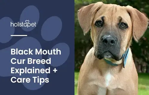 HolistaPet blog header "Black Mouth Cur Breed Explained + Care Tips" beside a tan dog with a dark muzzle and blue collar.