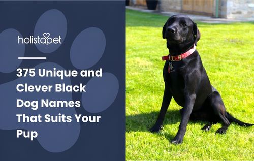 Black Labrador retriever sitting on green grass with a red collar, ideal image for articles about black dog names and Labrador puppy name ideas.