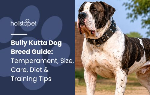HolistaPet blog header "Bully Kutta Dog Breed Guide" with a large brown-and-white Bully Kutta dog outdoors.