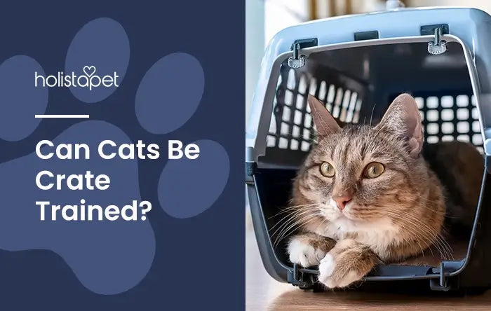 Can You Crate Train a Cat featured blog image by Holistapet. Shows a cat laying down in a cat crate with the door of the crate open