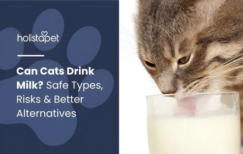 A tabby kitten drinks milk from a glass, raising the question “can cats drink milk” as it looks curiously and gently sips the liquid.