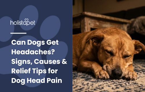 Can Dogs Get Headaches? Signs, Causes & Relief Tips for Dog Head Pain