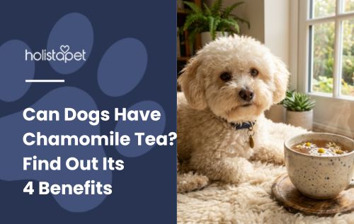 HolistaPet blog header "Can Dogs Have Chamomile Tea?" with a white curly dog beside a cup of tea by a window