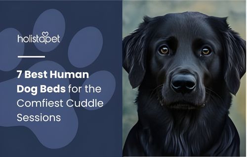 A close-up portrait of a black dog with intelligent amber eyes and slightly wet fur, looking directly at the camera—can golden retrievers be black.