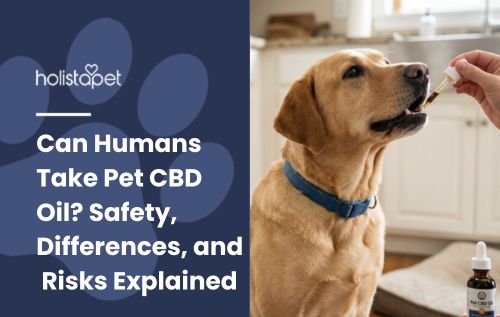 HolistaPet blog header "Can Humans Take Pet CBD Oil?" with a Labrador taking oil from a dropper in a kitchen
