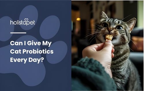 “Hand offering a probiotic cat treat to a healthy tabby cat.
