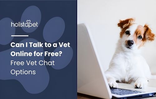 A small white dog with brown markings is looking at a laptop screen, as if searching “can I talk to a vet online for free”.