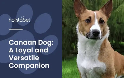 Canaan dog featured blog image by HolistaPet. Shows a brown and white adult Canaan dog sitting outdoors.