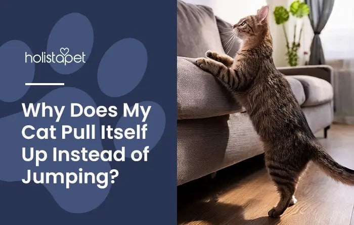Cat Pulls Herself Up Instead of Jumping Featured Image by Holistapet, shows a cat leaning its weight up onto a couch