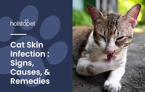Cat Skin Infection featured blog image by HolistaPet. Shows a cat licking its paw.