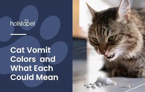 Cat Vomit Color Chart featured blog image by Holistapet. Shows a cat that vomited up a bit of white foam.