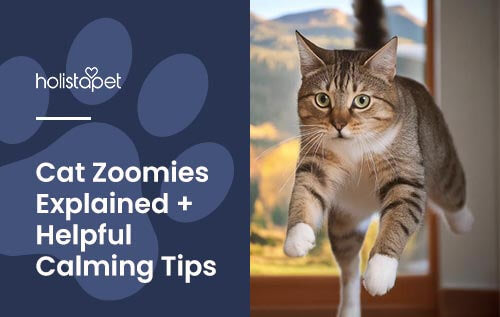 HolistaPet blog image: Cat Zoomies Explained + Helpful Calming Tips. Image shows cat jumping around inside of home.