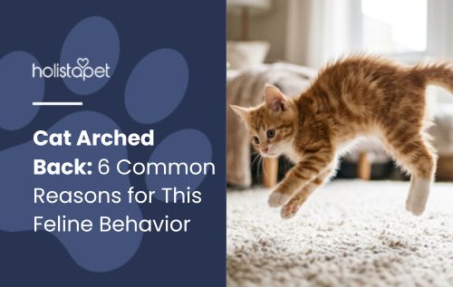 HolistaPet blog header "Cat Arched Back" beside an orange tabby kitten leaping across a carpeted room.