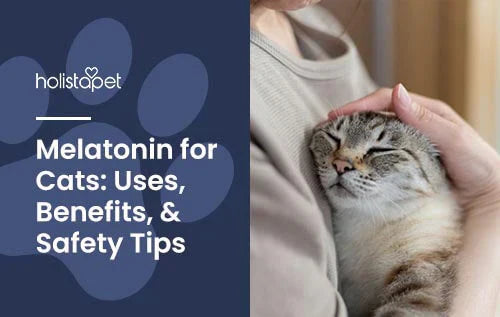melatonin for cats: tips and benefits