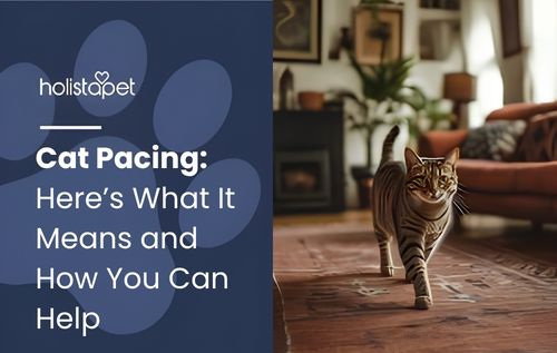 A Bengal cat pacing walks across a rug in a living room with a couch and fireplace in the background.