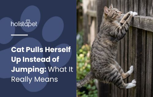 HolistaPet blog header "Cat Pulls Herself Up Instead of Jumping" with a tabby cat climbing a wooden fence.