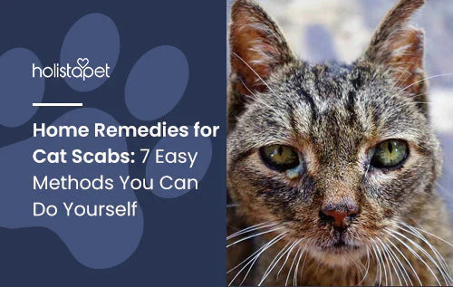 7 easy methods to treat cat scabs