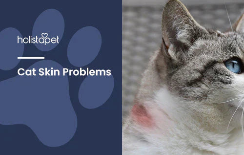 Tips for when cat is having skin problems