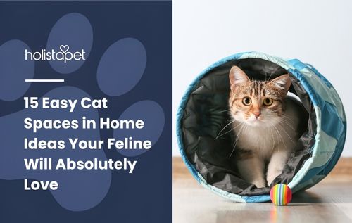 15 Easy Cat Spaces in Home Ideas Your Feline Will Absolutely Love