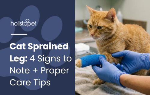 HolistaPet blog header "Cat Sprained Leg" beside an orange tabby cat with a blue bandaged leg held by gloved hands.