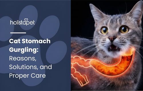 A tabby cat with wide eyes and an open mouth, symbolizing cat stomach gurgling, with a glowing orange crescent shape around its neck against a dark background.