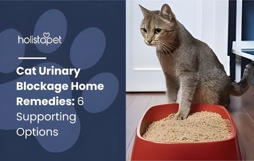 A cat sits in a red litter box filled with light brown litter, highlighting awareness around cat urinary blockage home remedies and the importance of monitoring your pet’s health.