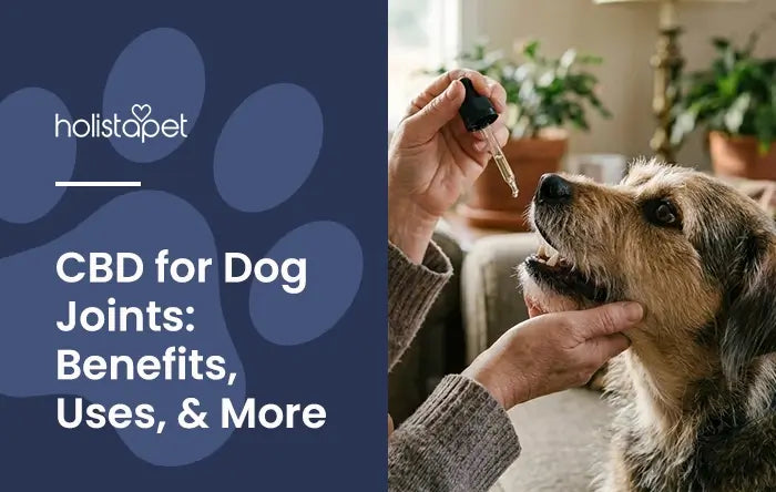 CBD for Dog Joints featured blog image by Holistapet. Shows a dog getting hand fed CBD oil from a tincture dropper.