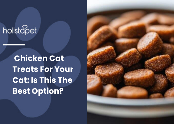 close up look of cat food in a bowl