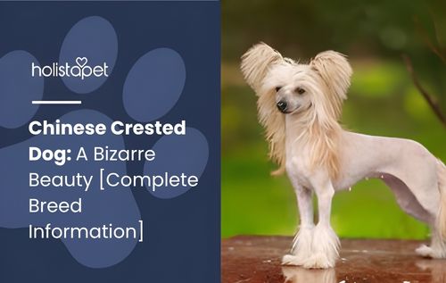 A Chinese Crested dog with sparse hair stands on a wooden surface outdoors with a blurred green background.