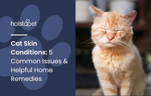 5 common cat skin conditions blog