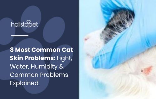 8 Most Common Cat Skin Problems: Causes, Symptoms & Treatment Guide