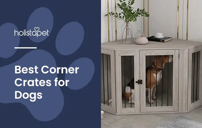 Holistapet featured image for "corner dog crate" blog. Showe a beagle dog in a furniture style corner pet crate