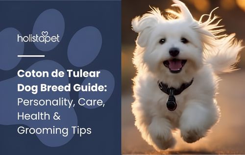 A small Coton de Tulear dog with fluffy white fur runs toward the camera with its mouth open and tongue out.