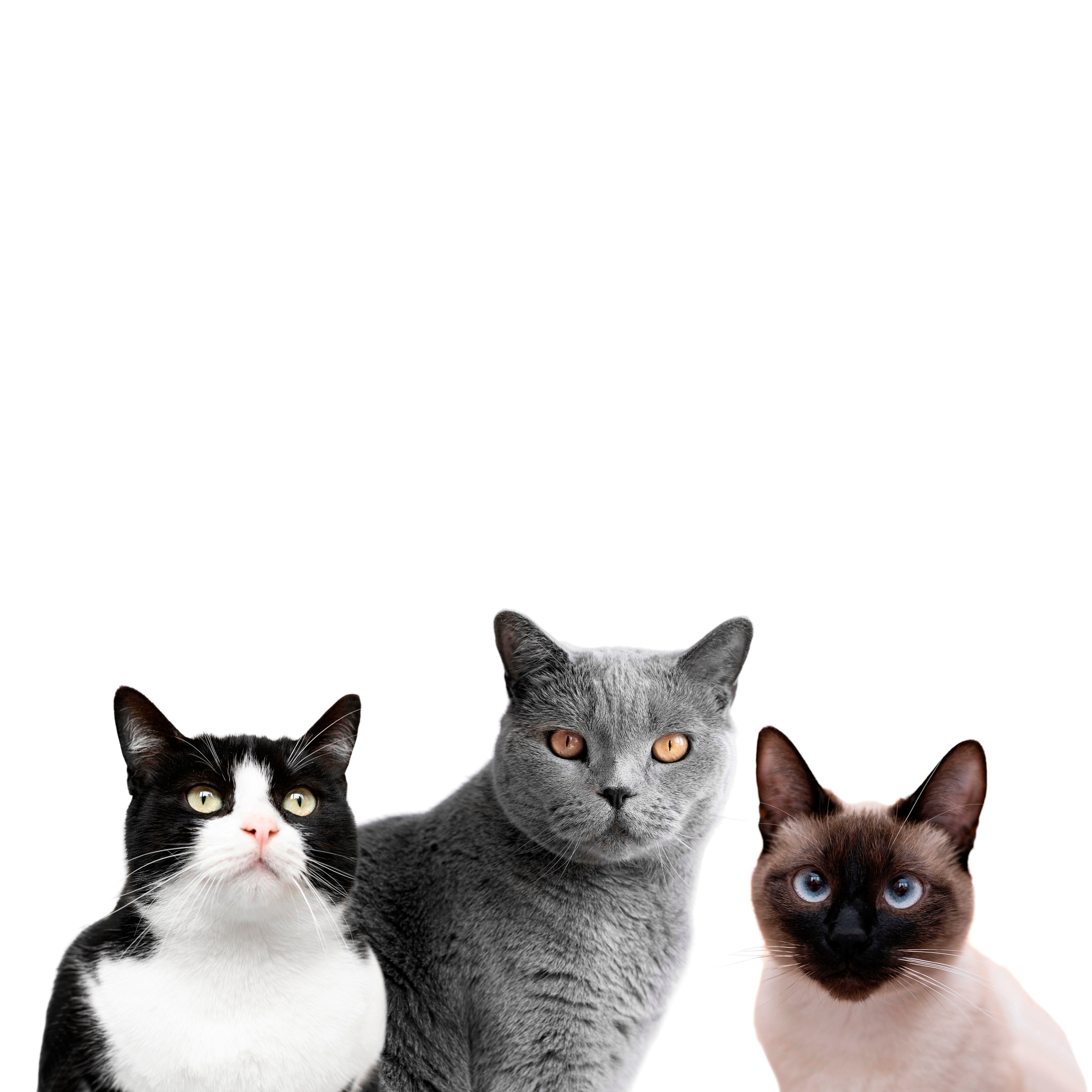 Which Popular Cat Breeds Are Perfect for Your Home?