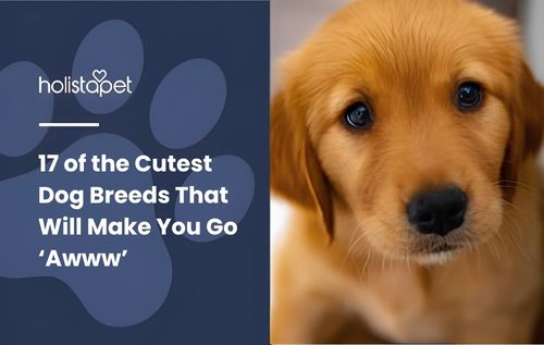 Close-up of one of the cutest dog breeds, a golden retriever puppy with dark eyes and a black nose.