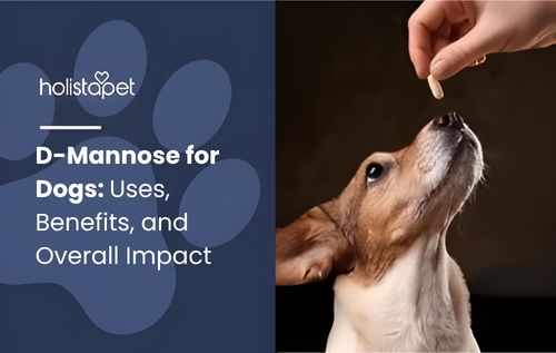 A person’s hand is giving a treat infused with d-mannose for dogs to a small dog that is looking up attentively.