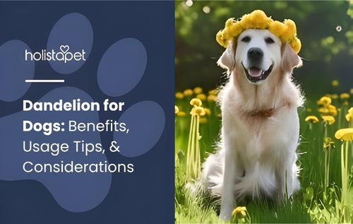 Golden retriever wearing a flower crown in a dandelion field representing natural wellness and dandelion for dogs concept