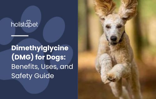 HolistaPet blog header "Dimethylglycine (DMG) for Dogs" with a tan Poodle leaping outdoors