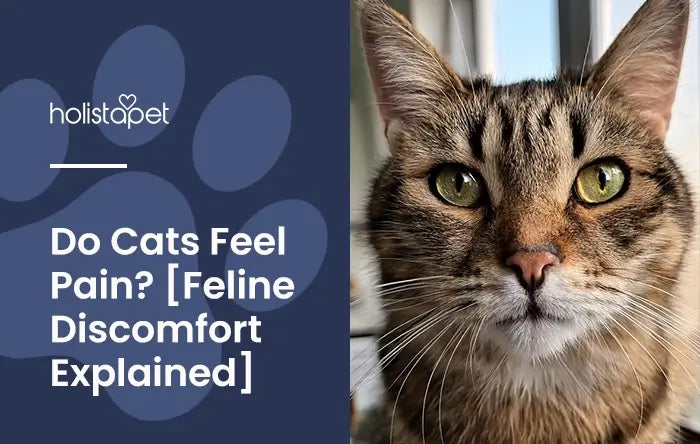 Do Cats Feel Pain Feature Blog Image by Holistapet. shows a cat with a deep stare and serious expression..