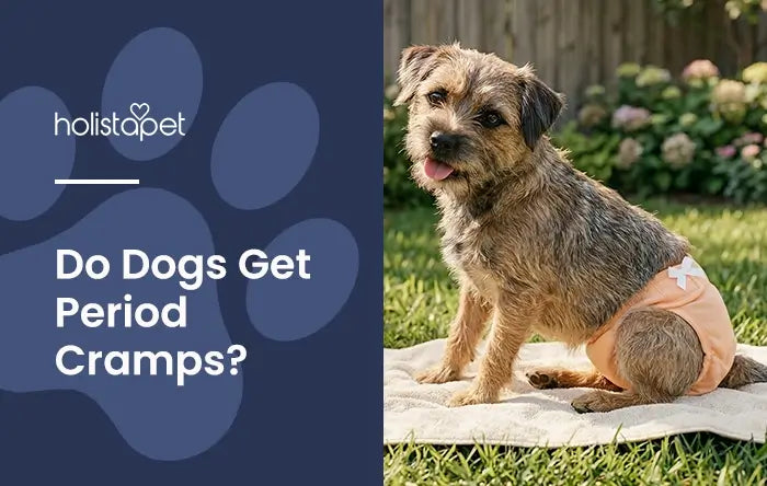 Do Dogs Get Period Cramps featured blog image by Holistapet. Shows a small dog wearing light orange menstural diapers while sitting on a towel on grass.