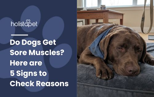 HolistaPet blog header "Do Dogs Get Sore Muscles? 5 Signs to Check" with a chocolate Labrador lying on a grey bed.