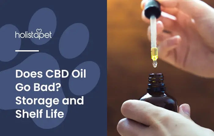 Does CBD oil go bad (featured blog image by Holistapet). Show a handheld tincture dropper with some CBD oil in it held above the bottle.