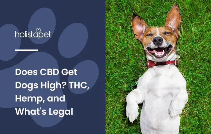 Does CBD Get Dogs High featured blog image by Holistapet. Shows a happy terrier dog on it back on the grass smiling and looking up.
