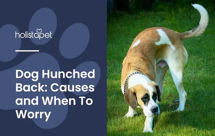 Dog Hunched Back Feature Blog Image by Holistapet. Shows a brown and white dog with its head low and back in a hunched position.