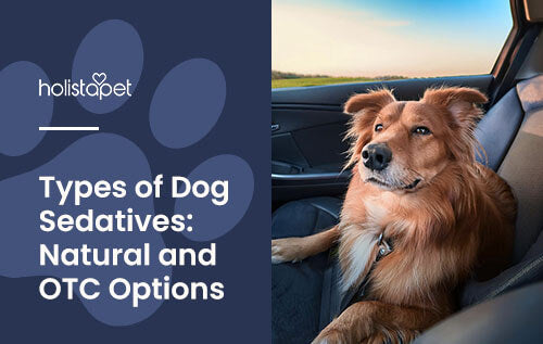 Dog Sedatives featured blog image by Holistapet. Shows a calm dog riding passenger in a vehicle.