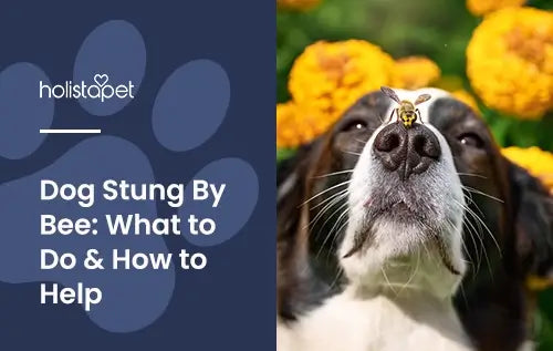Dog Stung By Bee featured blog image by Holistapet. Shows a bee on a dog's nose with flowers behind the dog.