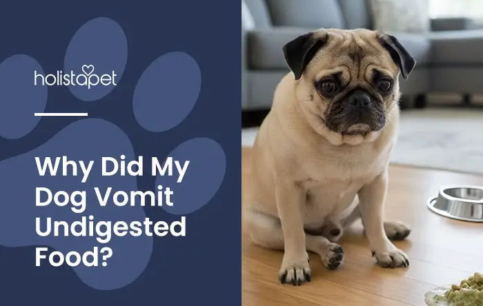 Dog Throwing Up Undigested Food featured blog image by Holistapet. Shows a pug dog near a small pile of undigested vomit.