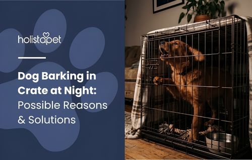 A dog is inside a metal crate, looking out through the bars with an alert and restless expression.